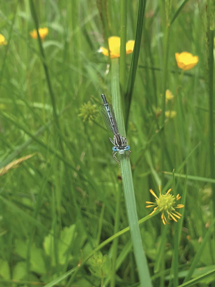Biotska raznovrstnost  za zdrav planet 