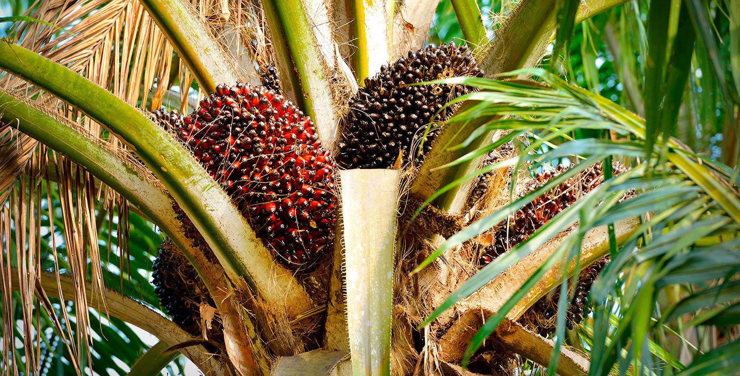 Zakaj izdelki, kot je palmino olje, določajo našo prihodnost? 