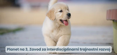 Vzpostavitev sistema šolanja psov pomočnikov za duševno zdravje